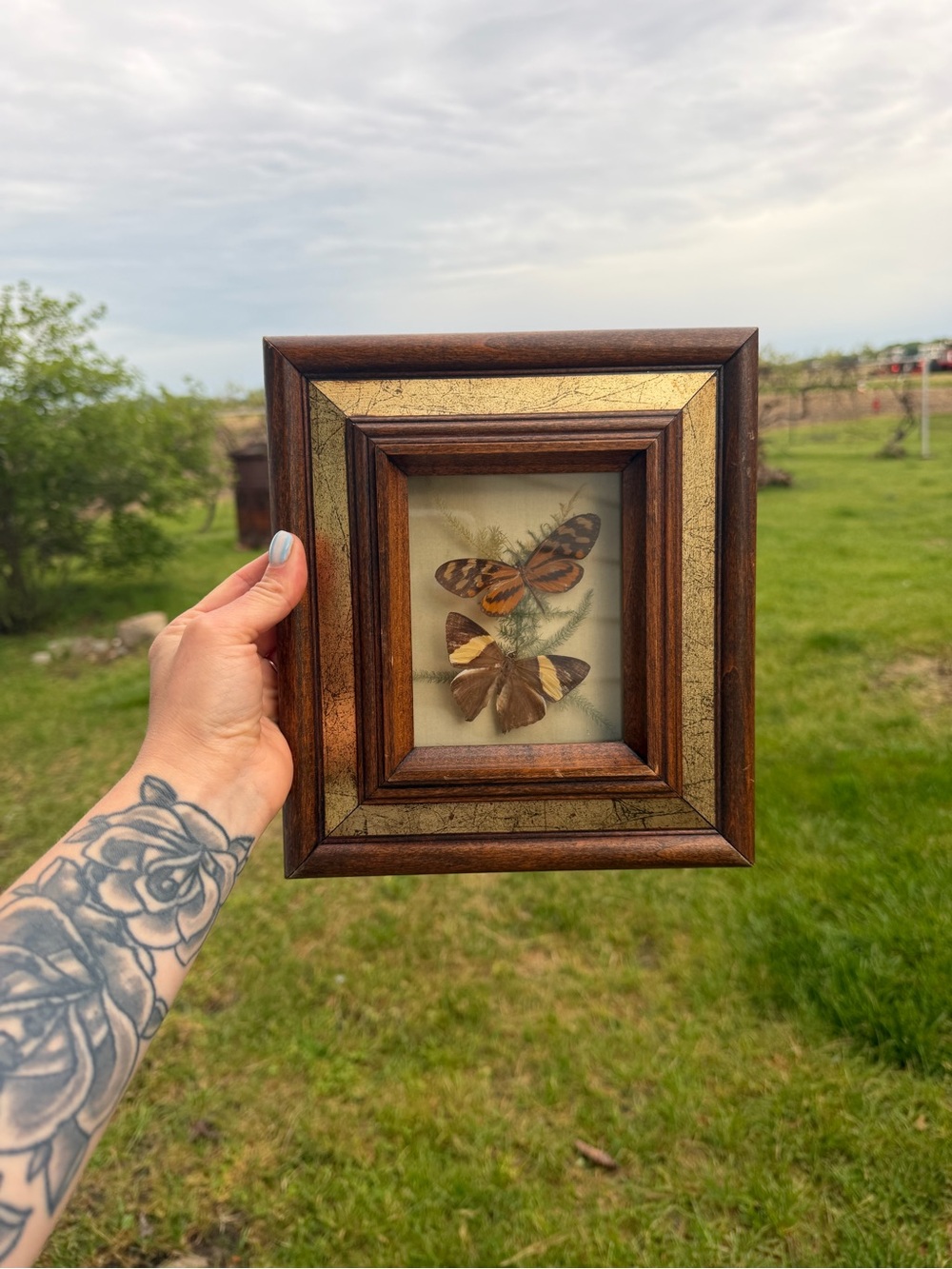 Vintage Framed Taxidermy Butterfly Photo 8x9